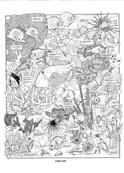 COOL ART DOODLE POSTER CORAL REEF