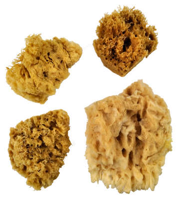 ROYAL SPONGE ASST JUMBO + 3 WOOL