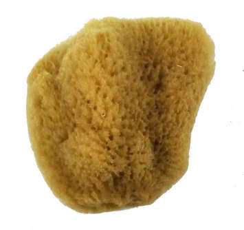 ROYAL 2003 LGE SILK SPONGE