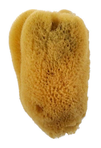ROYAL X-LGE SILK SPONGE