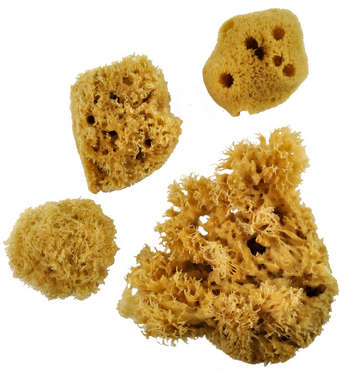 ROYAL SPONGE ASST JUMBO + 3 COMBO